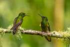 Ecuador-Guango. Buff-tailed coronet hummingbirds close-up. Art Print